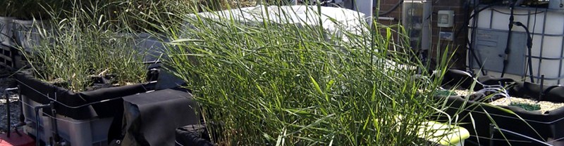 Microbial fuel cells in constructed wetlands.jpg